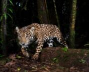 riesgo que enfrenta el jaguar en Ecuador
