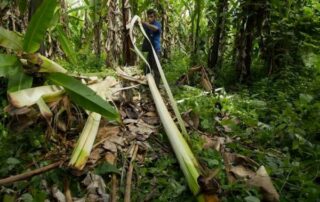 ratifica sentencia contra Furukawa