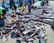 investigación sobre tráfico de aletas