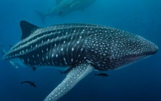 ambientalistas reaccionan a nueva reserva marina en Galápagos
