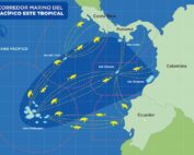 conservación del Corredor Marino del Pacífico