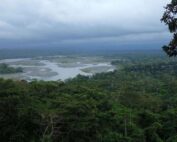 dólares contra deforestación