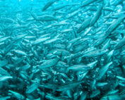 Habrá nueva reserva marina en Galápagos