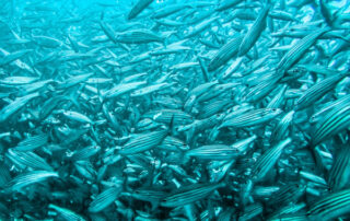Habrá nueva reserva marina en Galápagos