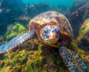 Nueva reserva marina en Galápagos