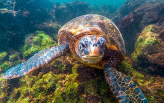 Nueva reserva marina en Galápagos