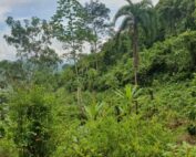 Plantación de coca en Colombia