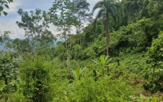 Plantación de coca en Colombia