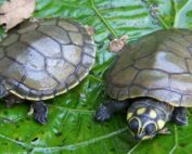 vender tortugas charapa