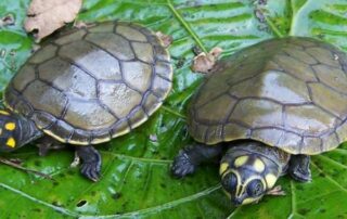 vender tortugas charapa