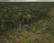 Deforestación en la Amazonía