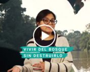 economías del bosques
