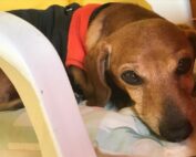 proteger a las mascotas