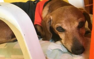 proteger a las mascotas