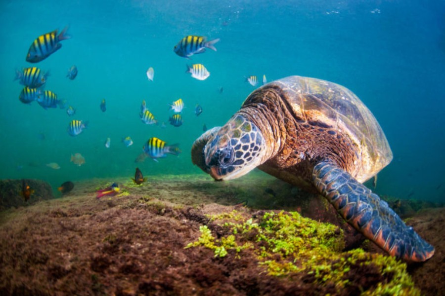 Tortuga verde de Galápagos