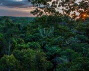 Bosque del Parque Nacional Yasuní