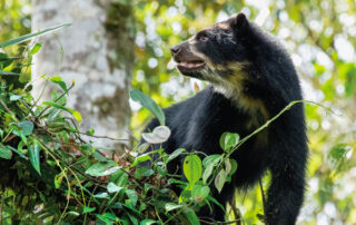 consulta popular minera en Quito