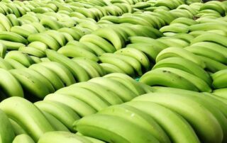 productores de banano