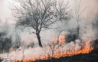 detener el cambio climático