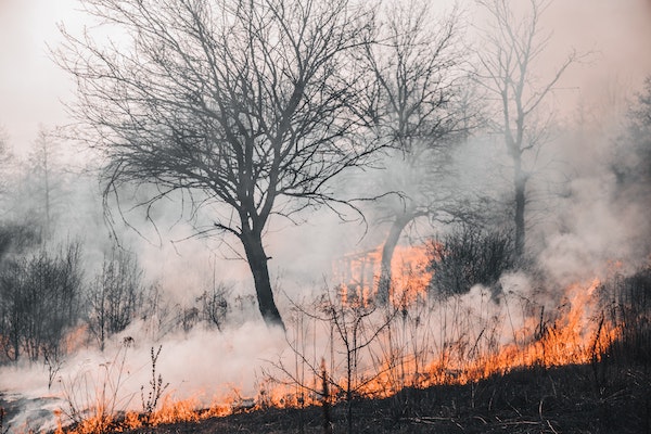 detener el cambio climático