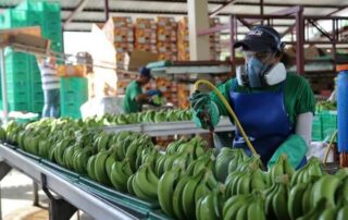 sector bananero de Ecuador