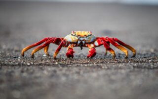 segunda veda del cangrejo de 2022