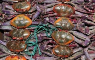 fechas de la veda del cangrejo