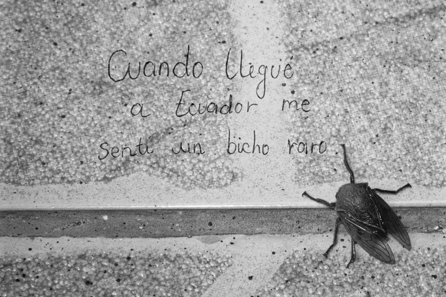 Insecto