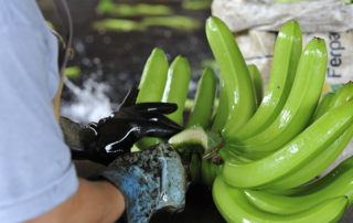 Ministro de Agricultura droga