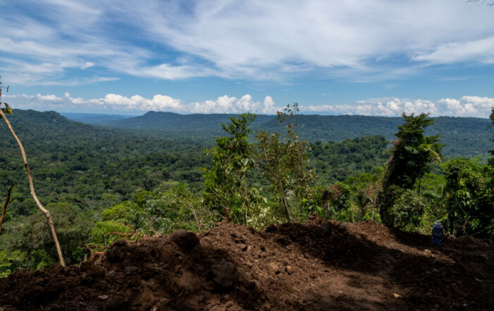 bosques amazónicos