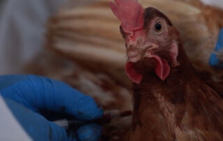 influenza aviar en Ecuador