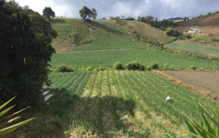plantación agrícola en Costa Rica