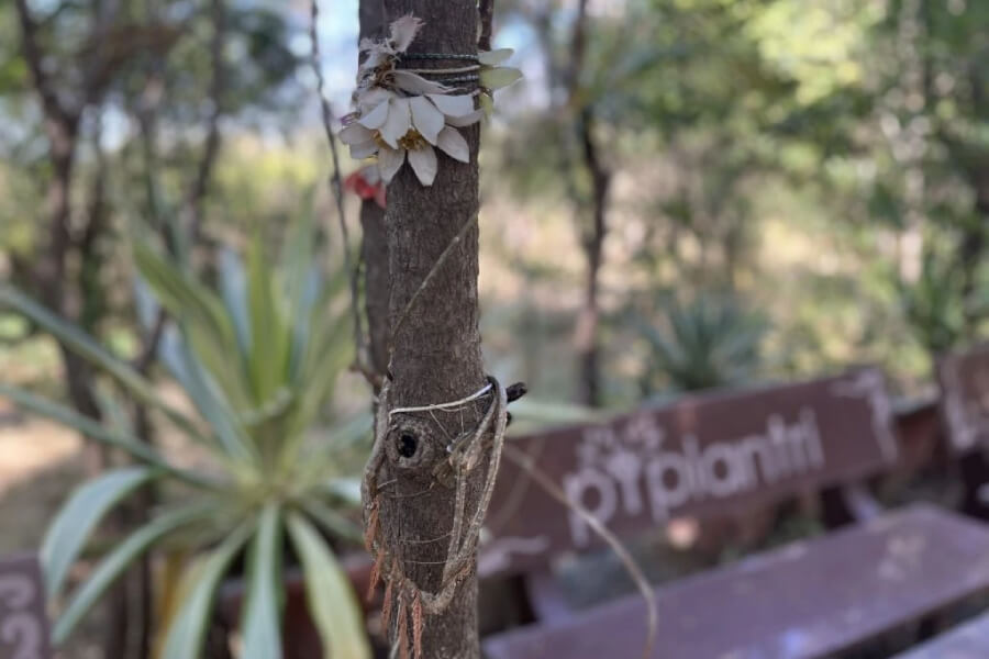 árbol kadam