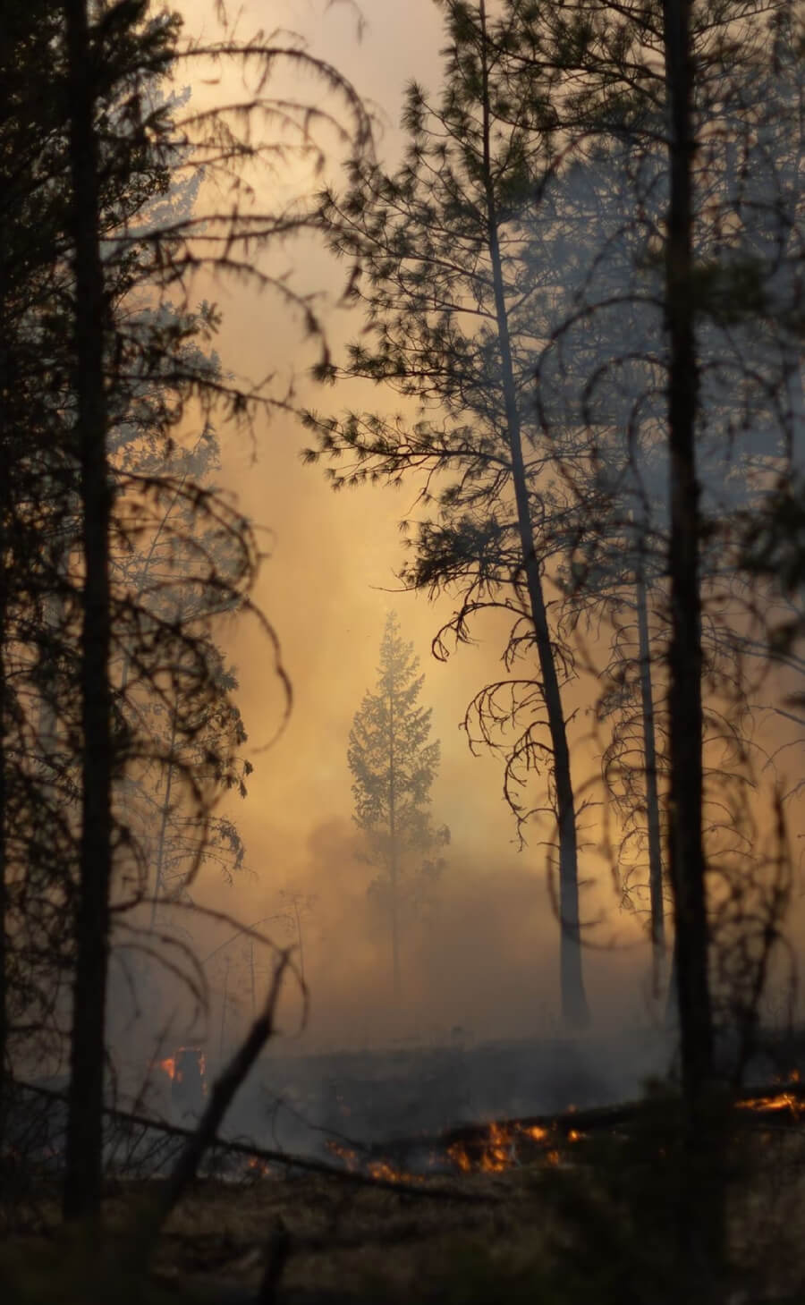 hectáreas de bosque se queman en incendios forestales