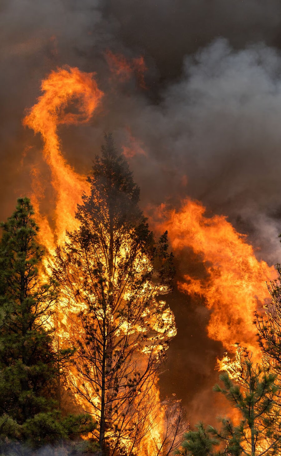 Incendios forestales en la Columbia Británica