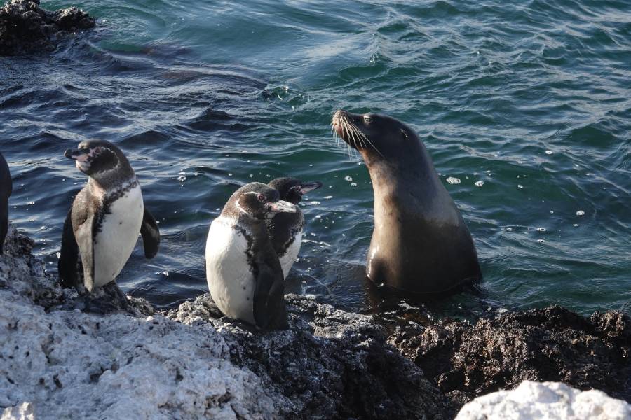 pingüino galápagos, lobo marino