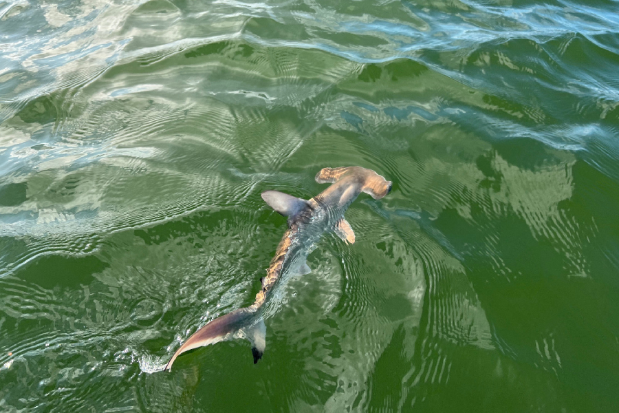 tiburón martillo, isla isabela
