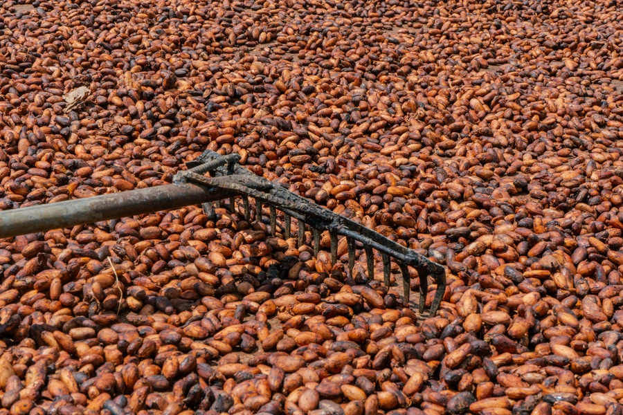 cacao orgánico se seca