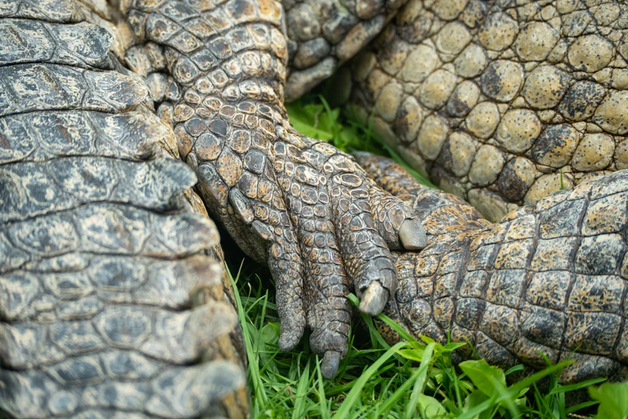 cocodrilos por San Valentín