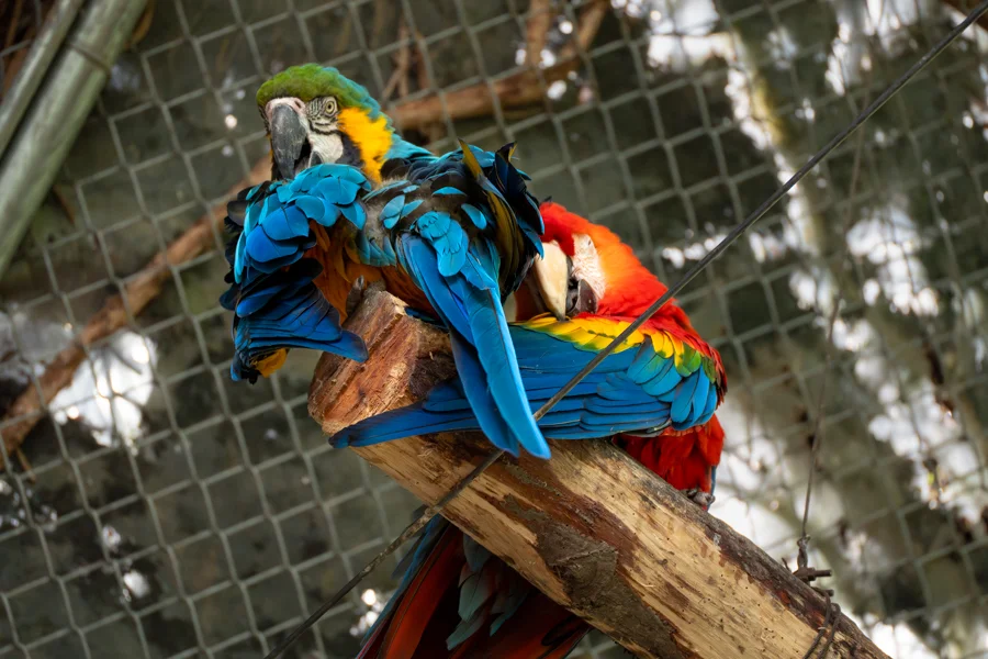 pareja de guayamayos