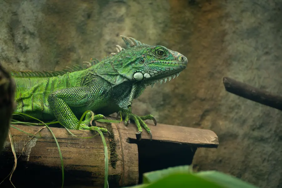 iguana, zoo Quito