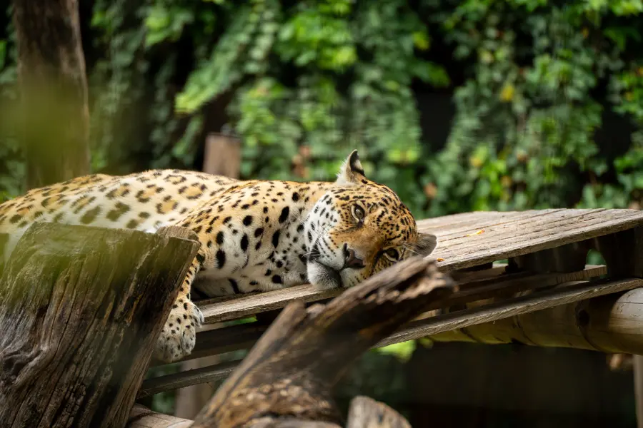 jaguar, Quito zoo