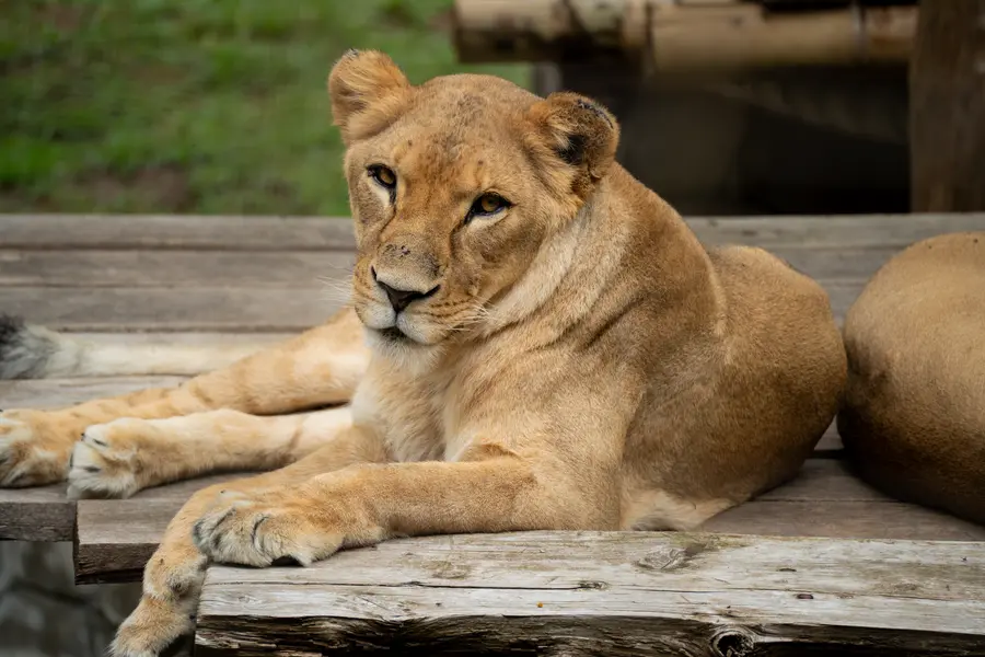 leonas, zoo