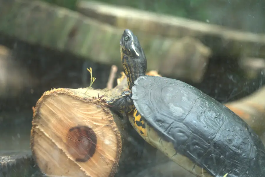 tortugas zoo