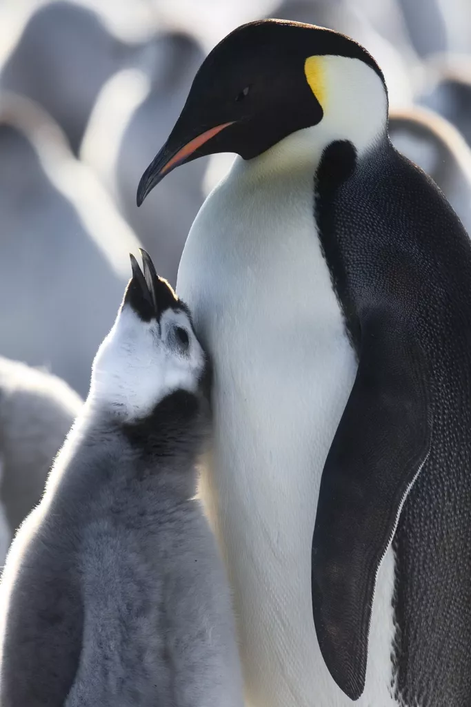 pichones de los pingüinos