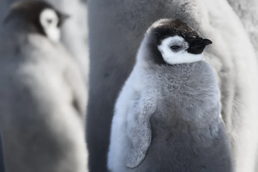 Existen 18 especies de pingüinos en el planeta