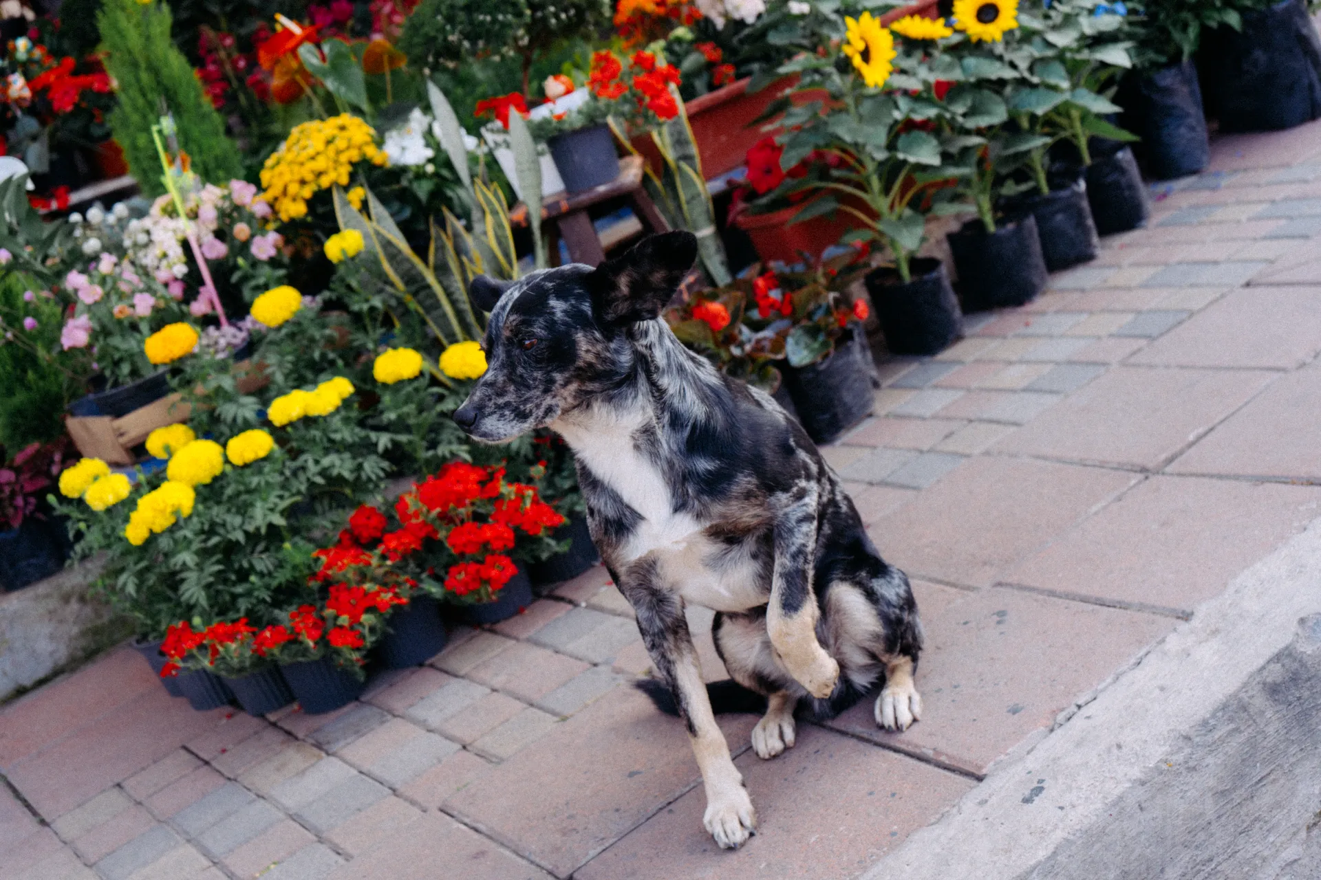 Un perro al pie de un vivero de Nayón Un perro al pie de un vivero de Nayón