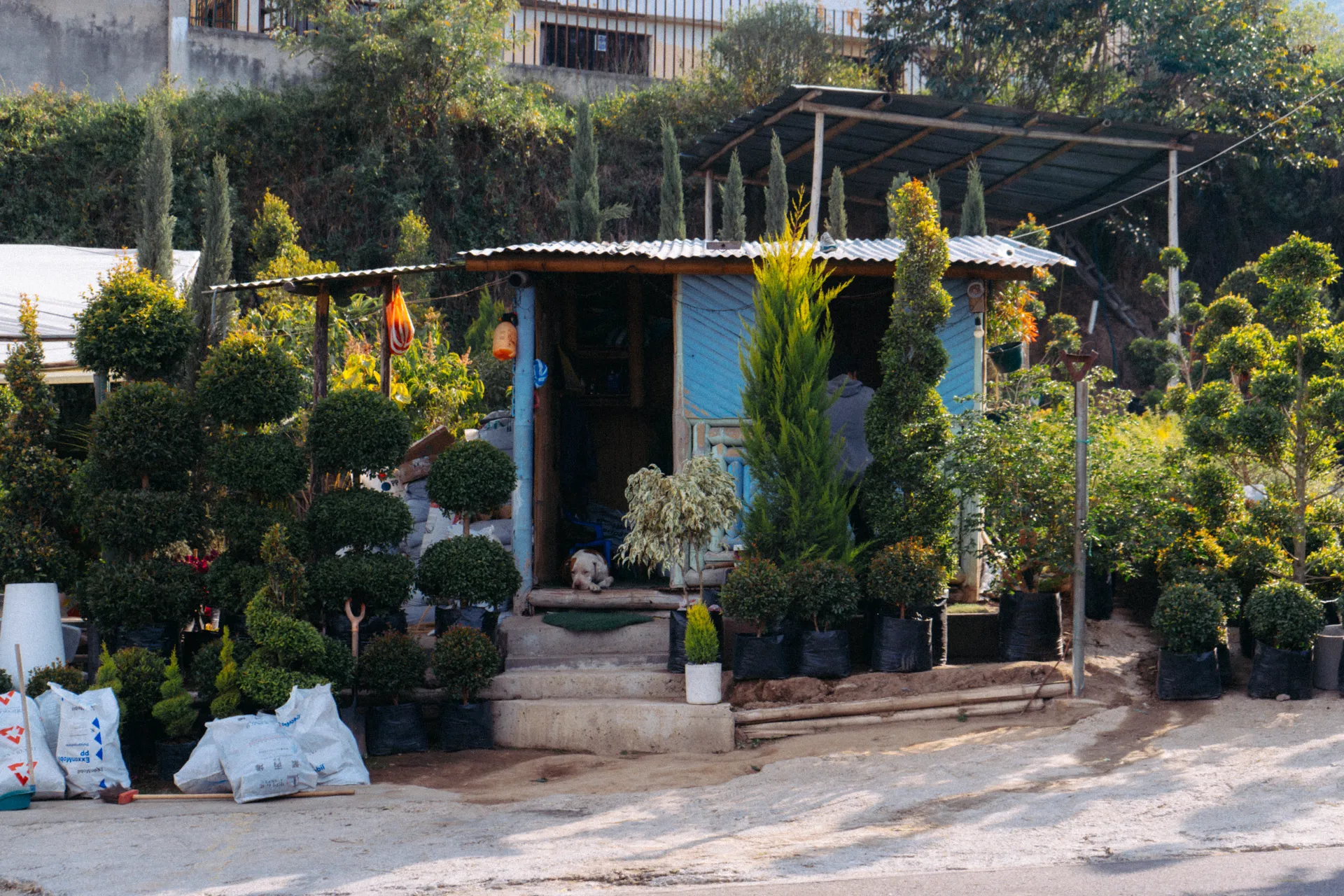Al pie de la carretera, plantas y más plantas Al pie de la carretera, plantas y más plantas