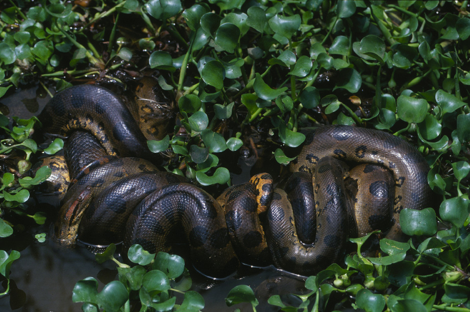 Cría de la anaconda verde del norte. Foto: Jesús Rivas
