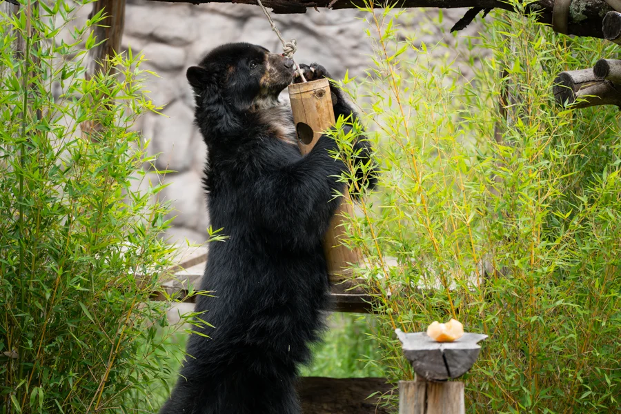 zoo de Quito, oso Timo